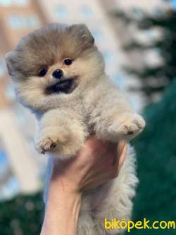Teddy Bear Pomeranian 5