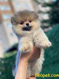 Teddy Bear Pomeranian 1