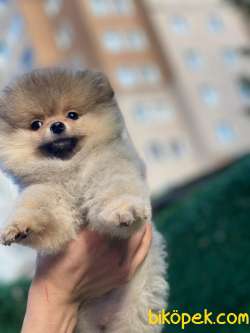 Teddy Bear Pomeranian 2
