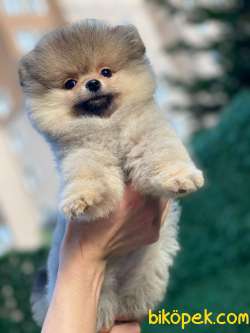 Teddy Bear Pomeranian 4