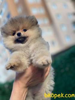 Teddy Bear Pomeranian 3