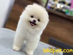 TEDDY BEAR POMERANİAN 1