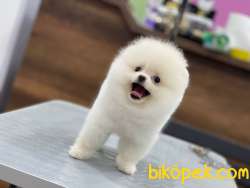 TEDDY BEAR POMERANİAN 5