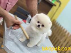 TEDDY BEAR POMERANİAN 2