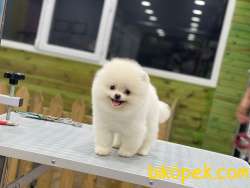 TEDDY BEAR POMERANİAN 3