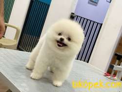 TEDDY BEAR POMERANİAN 4