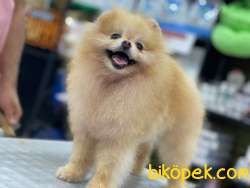 TEDDY BEAR POMERANİAN 2