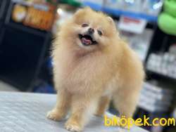 TEDDY BEAR POMERANİAN 3