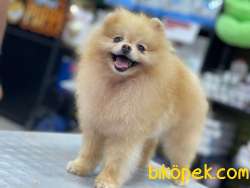 TEDDY BEAR POMERANİAN 4