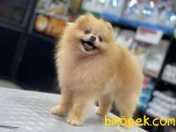 TEDDY BEAR POMERANİAN 1