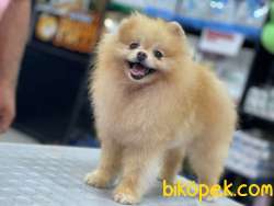 TEDDY BEAR POMERANİAN 5