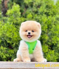 Teddy Bear Pomeranian 4