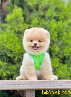 Teddy Bear Pomeranian 1
