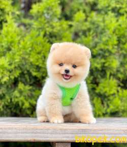 Teddy Bear Pomeranian 2