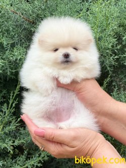 Teddy Bear Pomeranian  Ayı Surat Özel Yavrular 3
