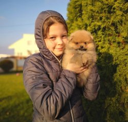 TEDDY BEAR POMERANİAN AYI SURATLI YAVRULAR 2
