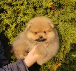 TEDDY BEAR POMERANİAN AYI SURATLI YAVRULAR 3
