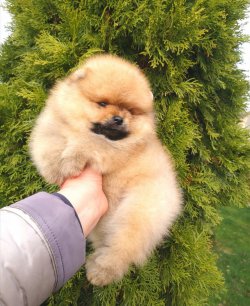 TEDDY BEAR POMERANİAN AYI SURATLI YAVRULAR 1