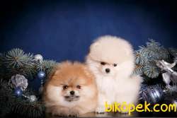 TEDDY BEAR POMERANİAN BEBEKLER 3