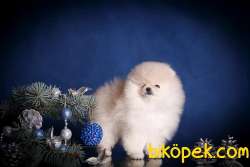TEDDY BEAR POMERANİAN BEBEKLER 2