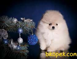 TEDDY BEAR POMERANİAN BEBEKLER 1