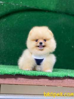 Teddy Bear Pomeranian Bebeklerimiz 2