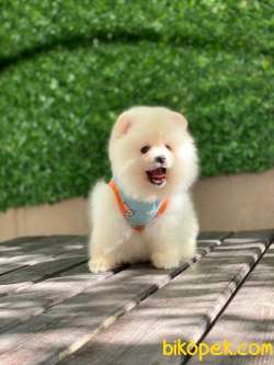 Teddy Bear Pomeranian Bebeklerimiz 5