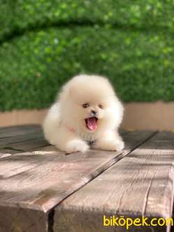 Teddy Bear Pomeranian Bebeklerimiz 1