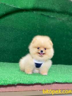 Teddy Bear Pomeranian Bebeklerimiz 3