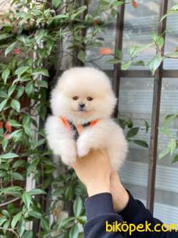 Teddy Bear Pomeranian Bebeklerimiz 4