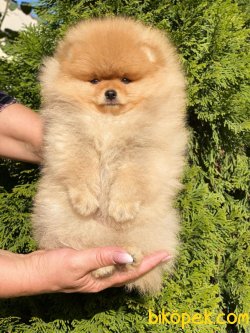 Teddy Bear Pomeranian Boo 0 Fci Secereli 1