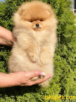 Teddy Bear Pomeranian Boo 0 Fci Secereli 3