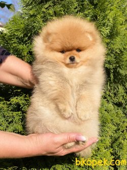 Teddy Bear Pomeranian Boo 0 Fci Secereli 2