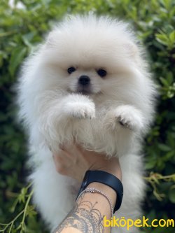 Teddy Bear Pomeranian Boo 0 Orjinal 2