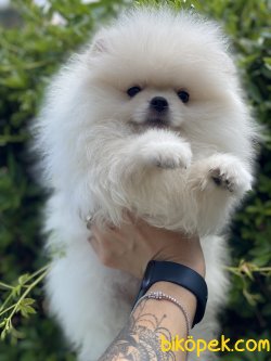 Teddy Bear Pomeranian Boo 0 Orjinal 3
