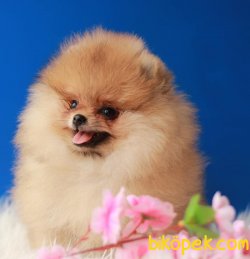 Teddy Bear Pomeranian Boo 3