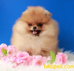 Teddy Bear Pomeranian Boo 1