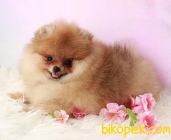 Teddy Bear Pomeranian Boo 2