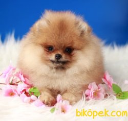 Teddy Bear Pomeranian Boo 4