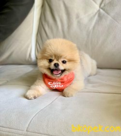 TEDDY BEAR POMERANİAN BOO 5