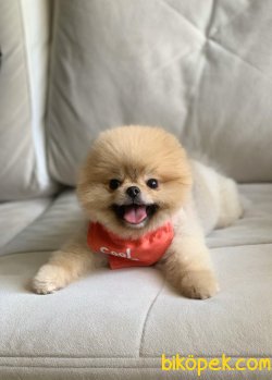 TEDDY BEAR POMERANİAN BOO 1