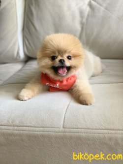 TEDDY BEAR POMERANİAN BOO 2