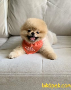 TEDDY BEAR POMERANİAN BOO 4