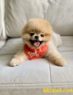 TEDDY BEAR POMERANİAN BOO 3
