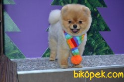 TEDDY BEAR  POMERANİAN BOO 1