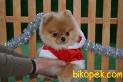 TEDDY BEAR  POMERANİAN BOO 2