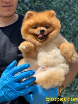 TEDDY BEAR POMERANIAN BOO 2