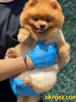 TEDDY BEAR POMERANIAN BOO 3