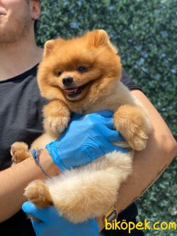 TEDDY BEAR POMERANIAN BOO 1