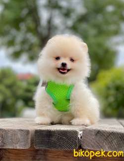 Teddy Bear Pomeranian Boo 1